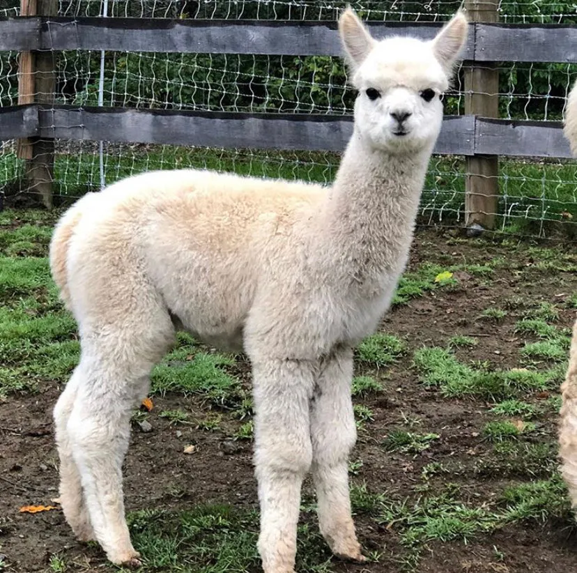 Fluff Alpaca Organic Cotton Tote Bag